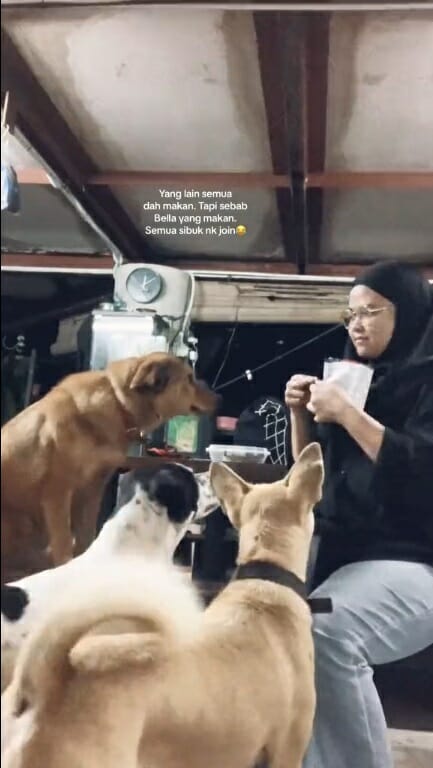 SS 3 穆斯林马来女子救狗志愿者喂养流浪狗浪浪