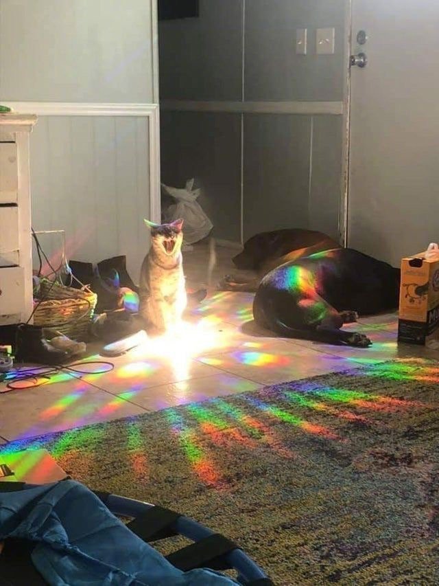 cat light