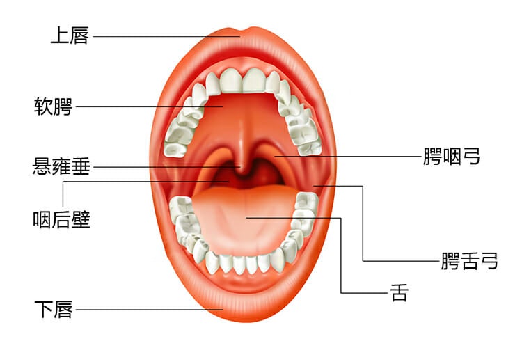 悬雍垂 嘴巴部位