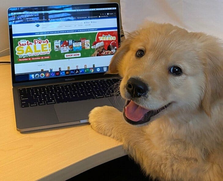 狗狗网购电脑puppy online shopping