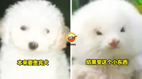 Ft img lastest fake poodle