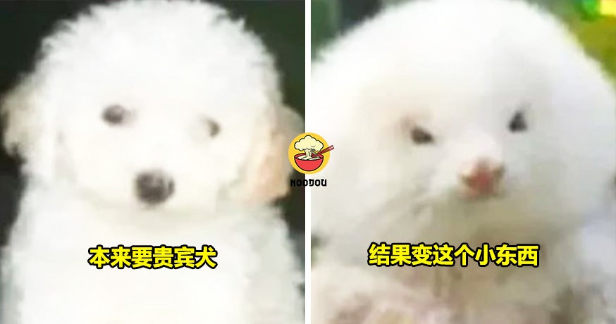 Ft img lastest fake poodle