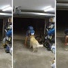 Golden Retriever Thief Friends Feature Image