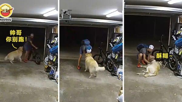 Golden Retriever Thief Friends Feature Image