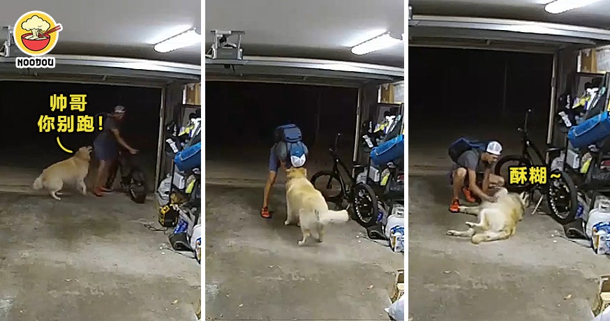 Golden Retriever Thief Friends Feature Image