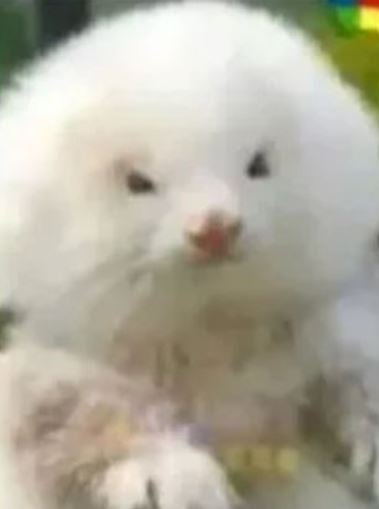 ferret