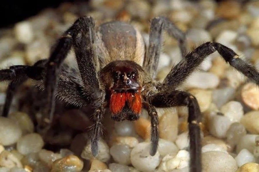巴西流浪蜘蛛世界上最毒蜘蛛