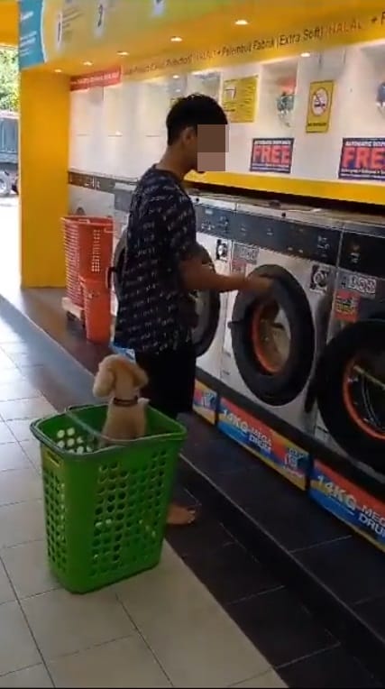 SS 2 chinese boy brings pet dog into laundry dobi scolded by malay man only cats allowed