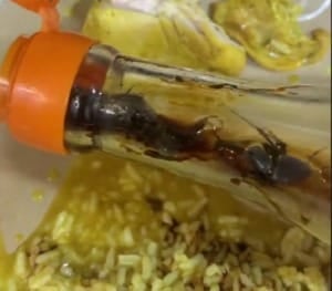 Soysauce Cockroach 1