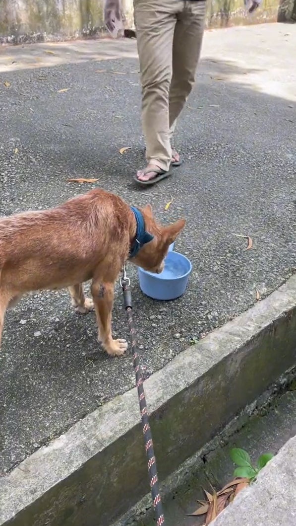 狗狗喝水
