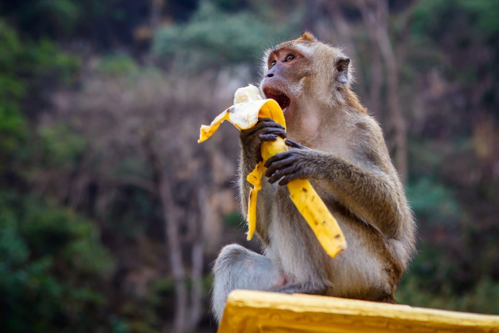 123rf monkey eatting banana