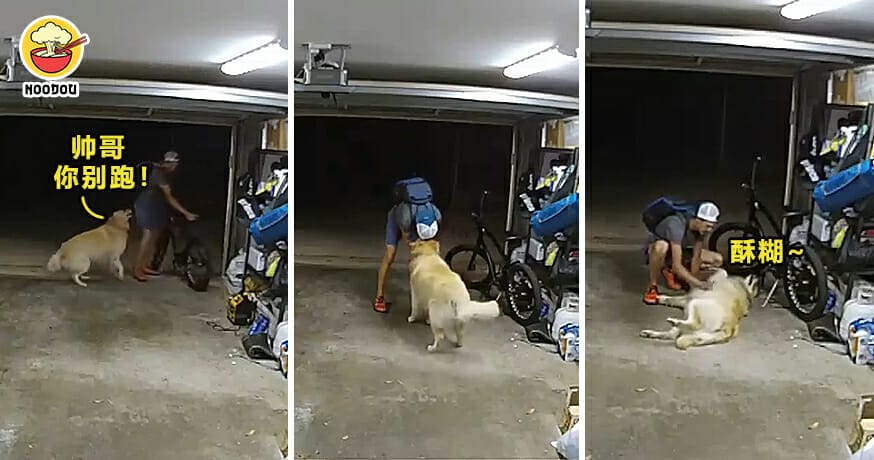 Golden Retriever Thief Friends Feature Image