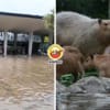 Zoo Negara Banjir Capybara Feature Image