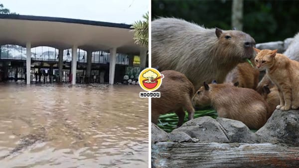 Zoo Negara Banjir Capybara Feature Image