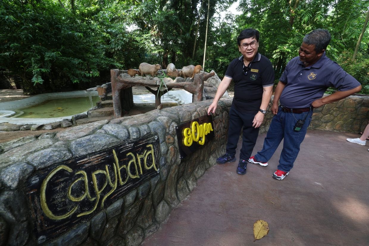 capybara and oyen zoo negara 橘猫水豚国家动物园 2