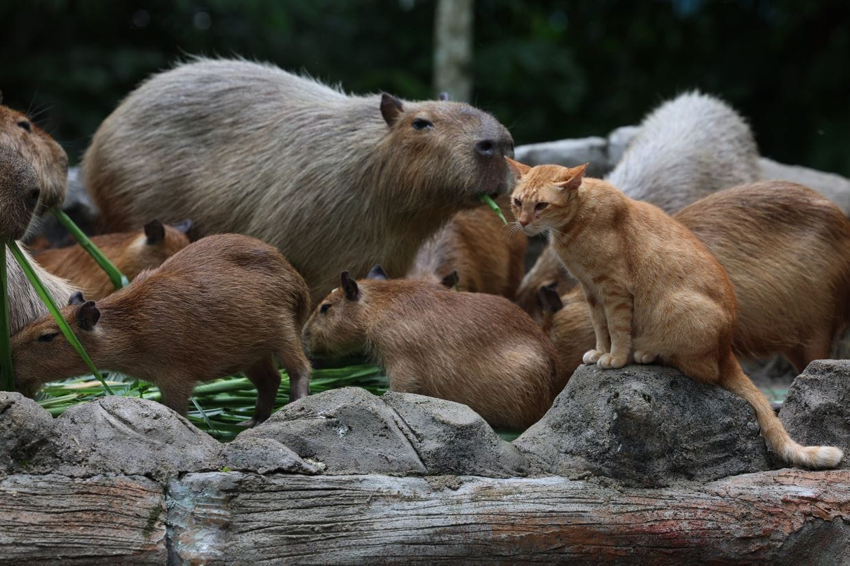 capybara and oyen zoo negara 橘猫水豚国家动物园