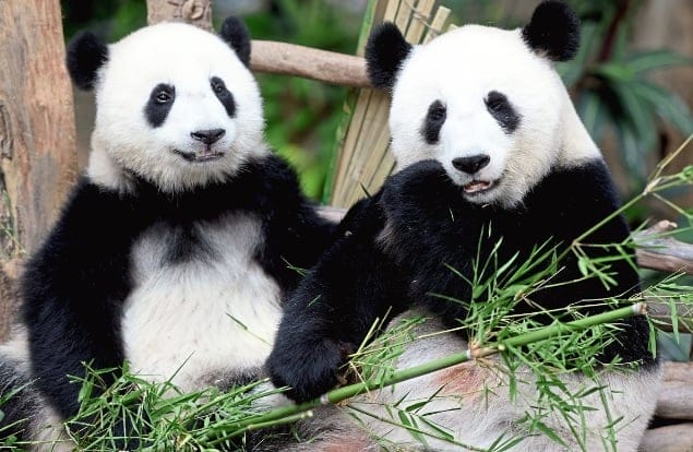 大熊猫兴兴和靓靓大马国家动物园
