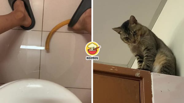 Cat Watch Man Poop Feature Image