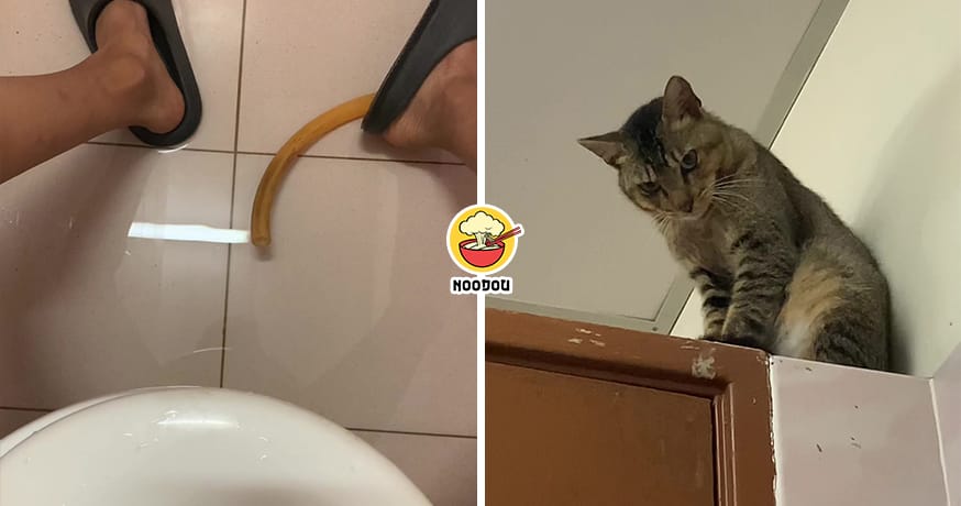 Cat Watch Man Poop Feature Image