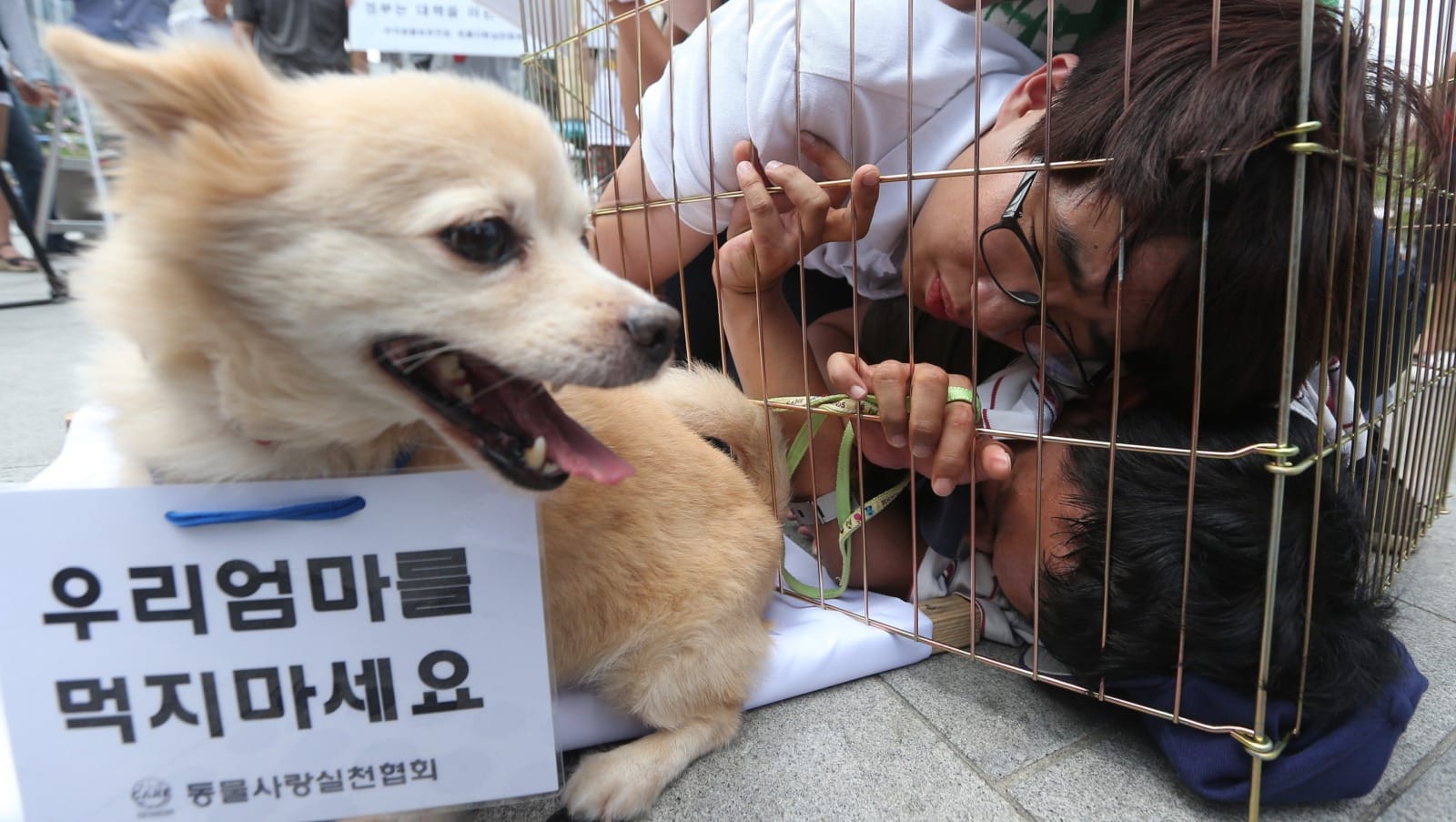 ban dog meat1