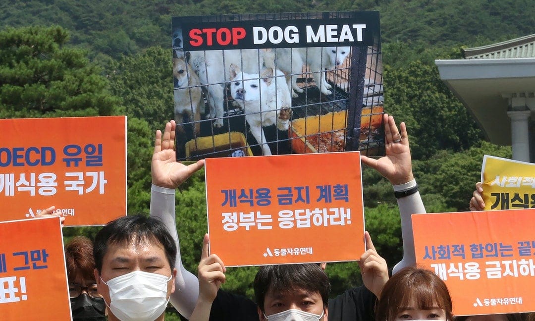 ban dog meat2
