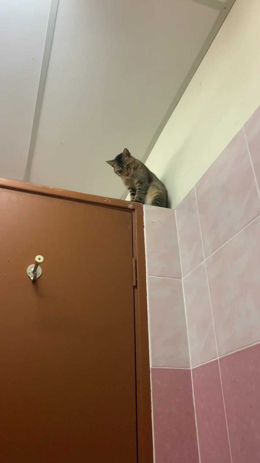 cat watching man poop in toilet 4