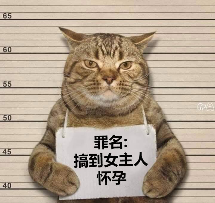 猫咪