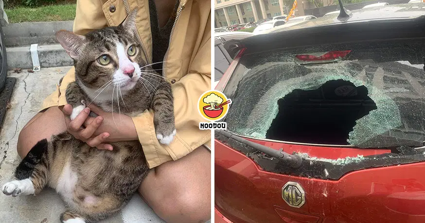8Kg Cat Fell Broke Car Windshield Feature Image