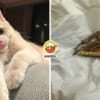 Cat Eats Chong Cao Feature Image