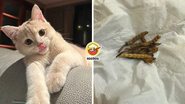 Cat Eats Chong Cao Feature Image