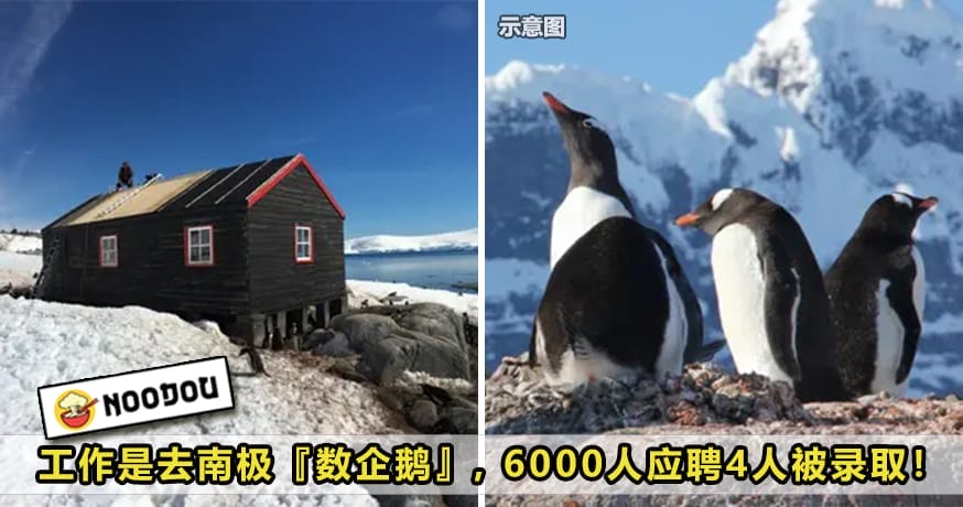 Count Penguins Feature Image 1