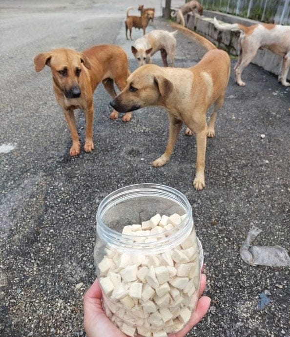 feeding freez dried meat cube to stray dogs