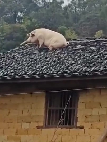 家猪逃生跳2米上屋顶 5