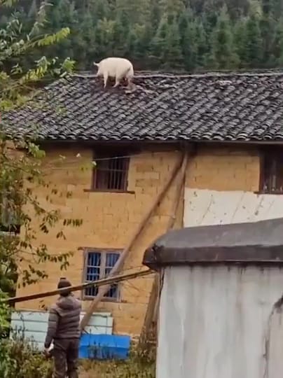 家猪逃生跳2米上屋顶 7