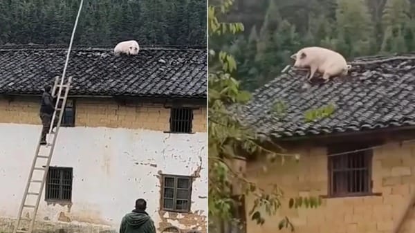 散养的家猪逃生求生欲爆发跳2米上屋顶 1