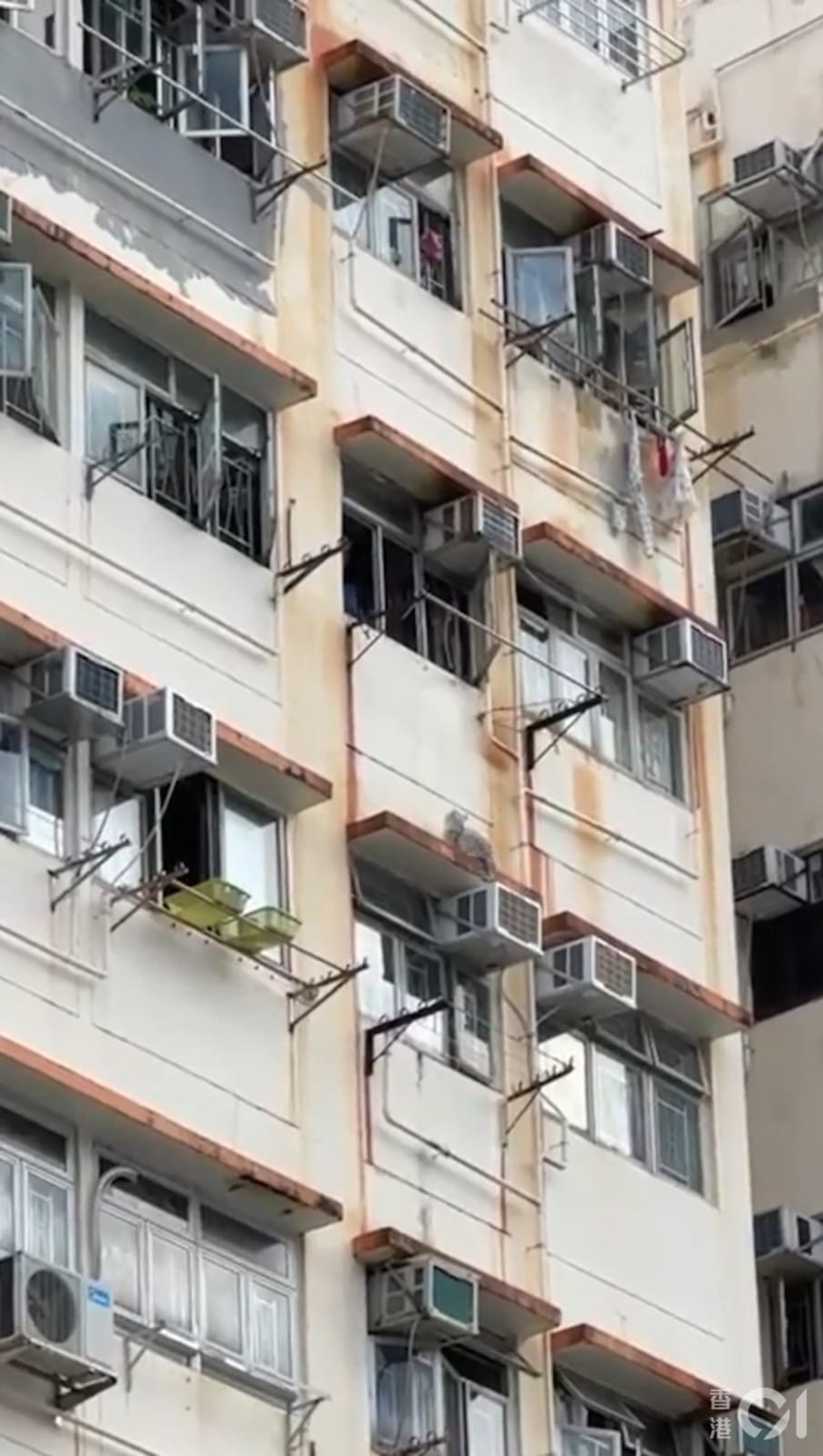 猫爬出7楼窗外掉下6楼 要跳回去却失足坠楼毙命 1