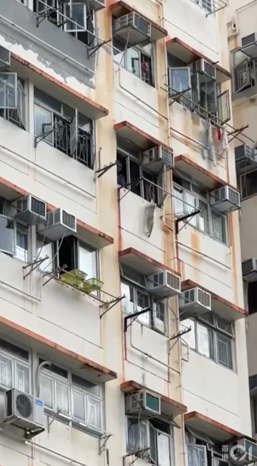 猫爬出7楼窗外掉下6楼 要跳回去却失足坠楼毙命 2