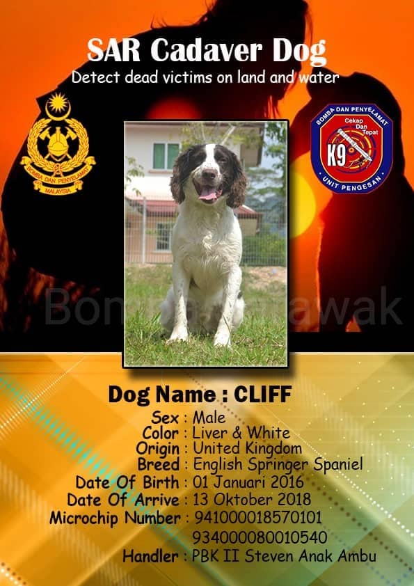 SAR Cadaver dog cliff