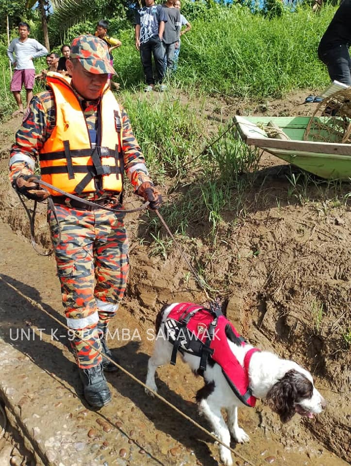 sarawak bomba cliff k9 dog cliff with handler steven ambu 4