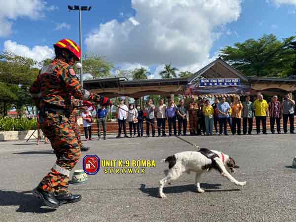 sarawak bomba cliff k9 dog cliff with handler steven ambu