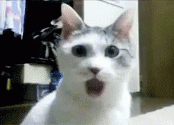 shocked cat