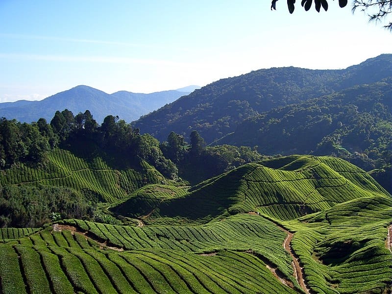 Tea fields Will Ellis 2