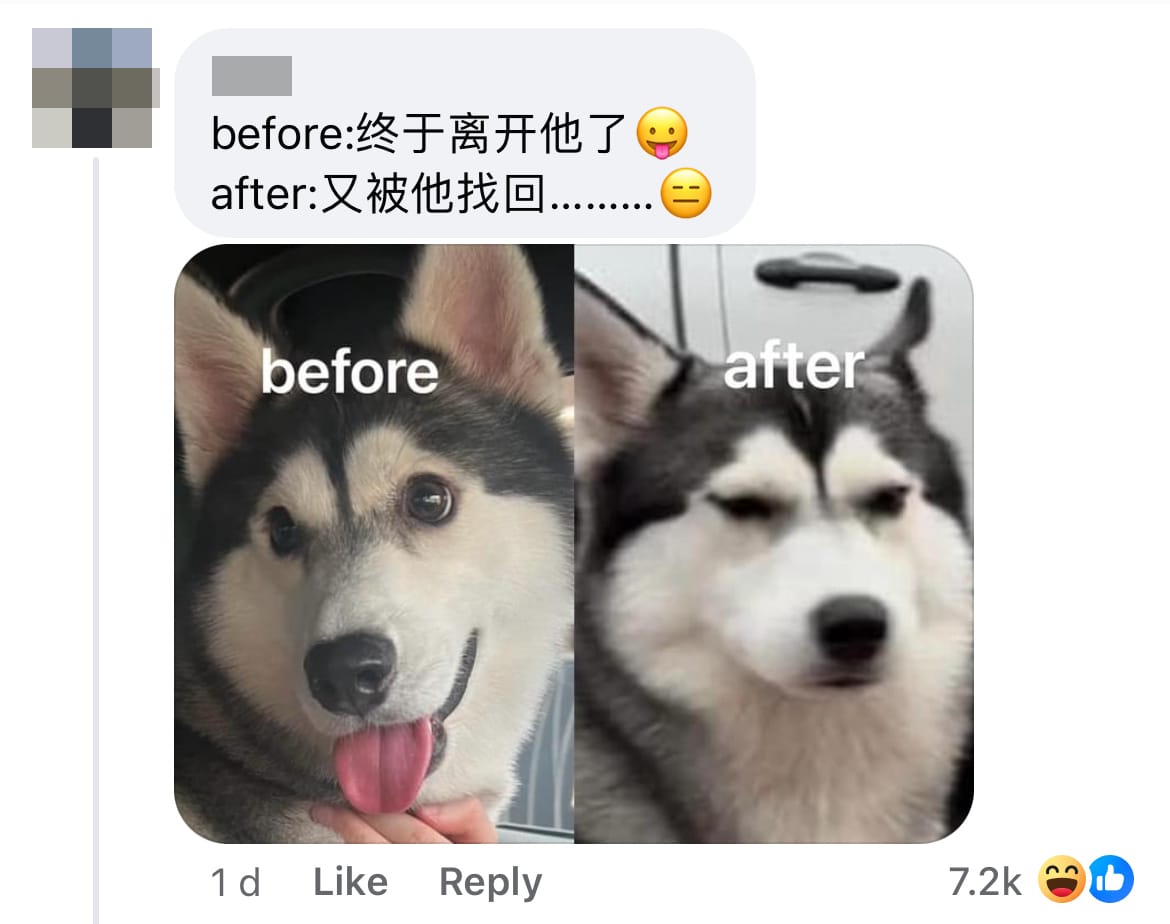 C Funny Husky Before After