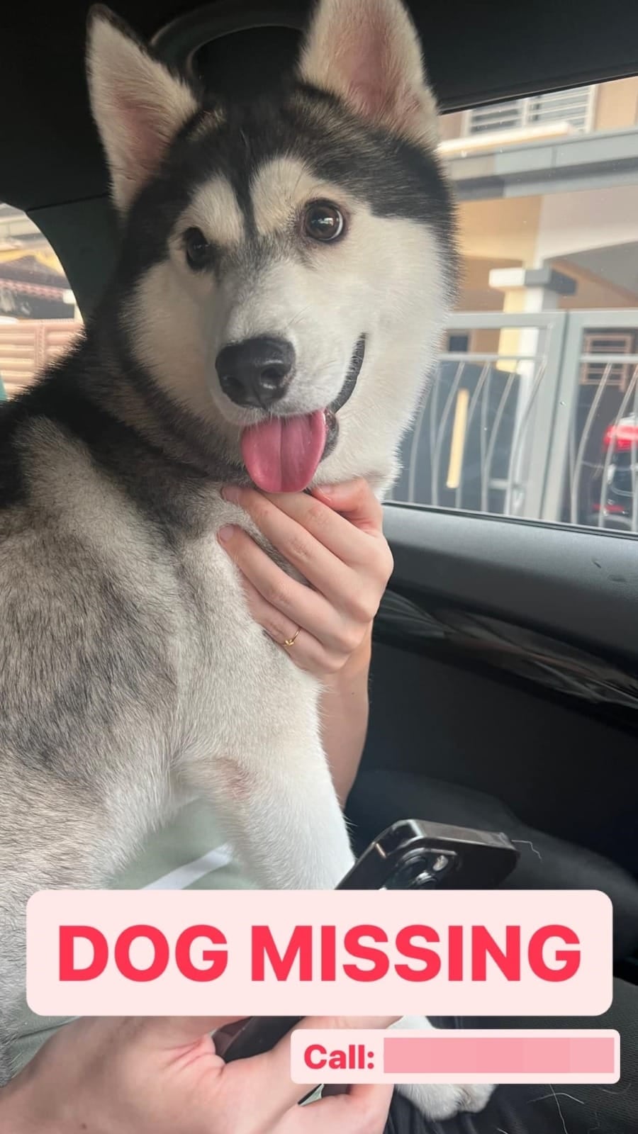 Husky Missing Lost And Found 1