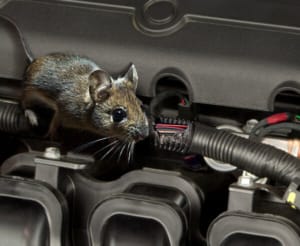 mouse in car engine 2 600x491 1