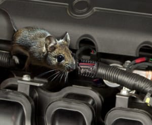 Mouse In Car Engine 2 600X491 1