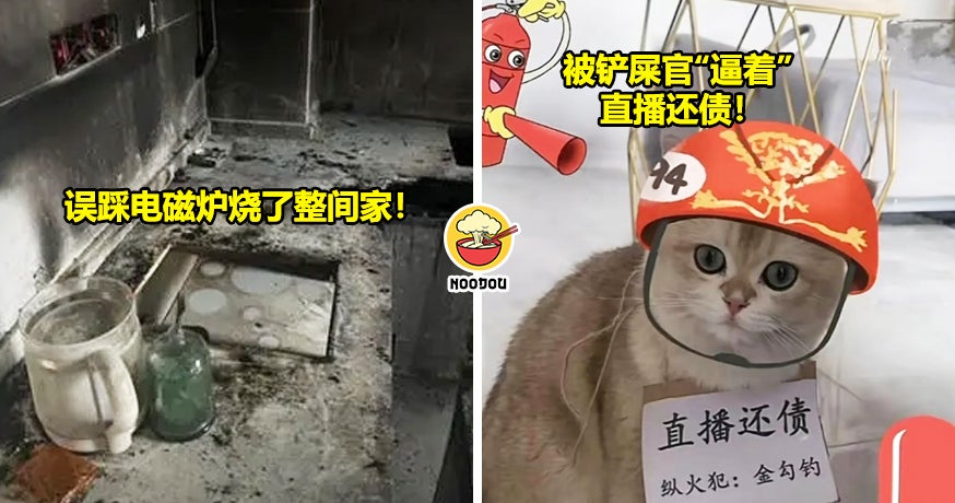 猫咪纵火开直播还债