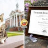 Max the cat gain a professor degree