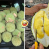 Msian Vietnam Durian Feature Img