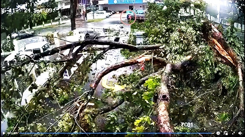 penang tree fall 4